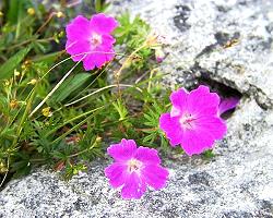 Die Blumen des Burren